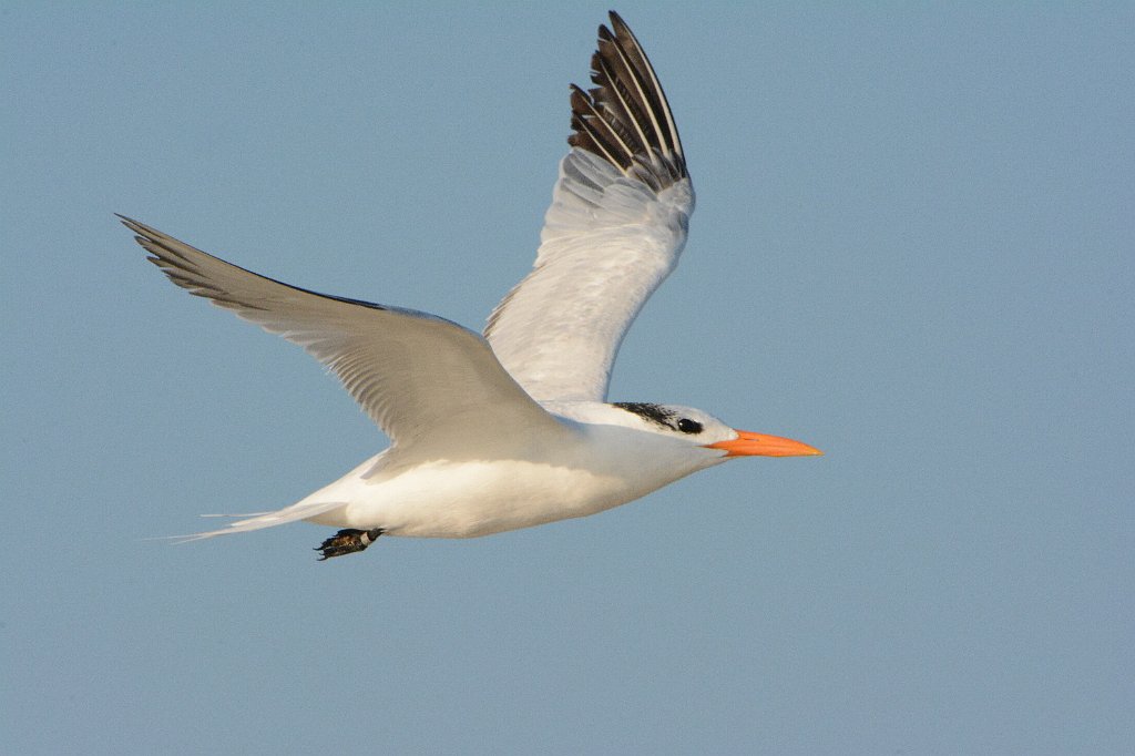 Tern, Royal, 2013-10298244 Chincoteague NWR, VA.JPG - Royal Tern. Chincoteague National Wildlife Refuge, VA, 10-29-2013